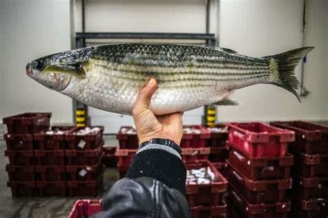 Mullet Roe: Don’t Throw Out This Special Delicacy!.